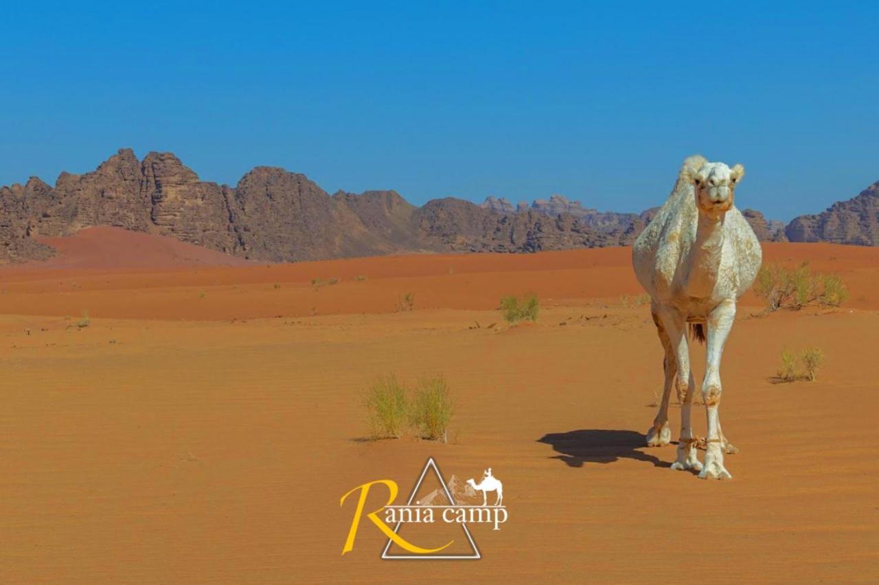 Wadi Rum,Rania Camp Ngoại thất bức ảnh
